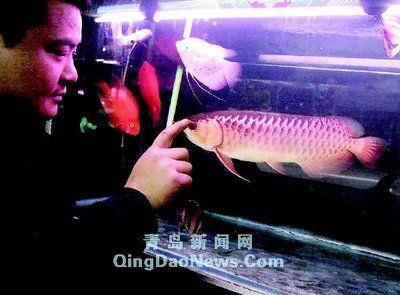極品藍底過背金龍魚：極品藍底過背金龍魚是一種形態美麗、飼養獨特且具有飼養難度