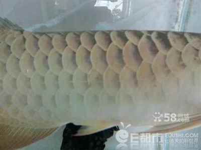 極品藍底過背金龍魚：極品藍底過背金龍魚是一種形態美麗、飼養獨特且具有飼養難度