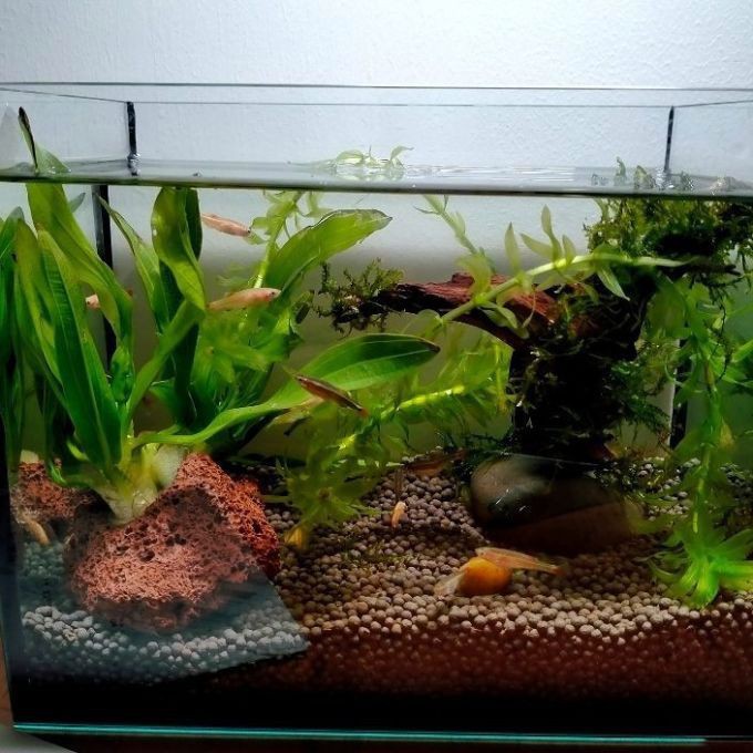 養龍魚用沉木到底好不好呢圖片