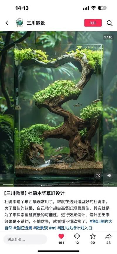 養龍魚用沉木到底好不好呢圖片