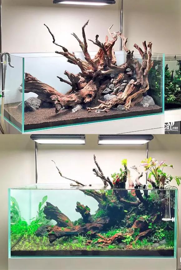 養龍魚用沉木到底好不好呢圖片