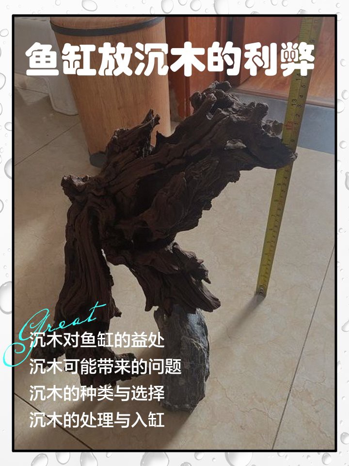 養龍魚用沉木到底好不好呢圖片