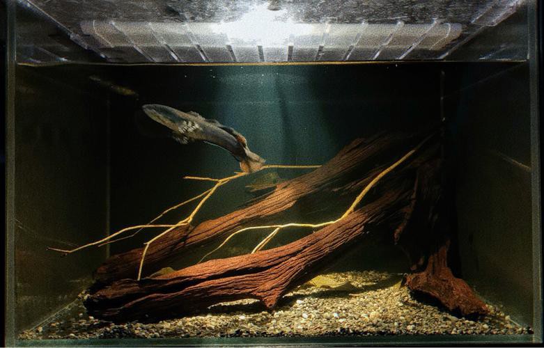 養龍魚用沉木到底好不好呢圖片