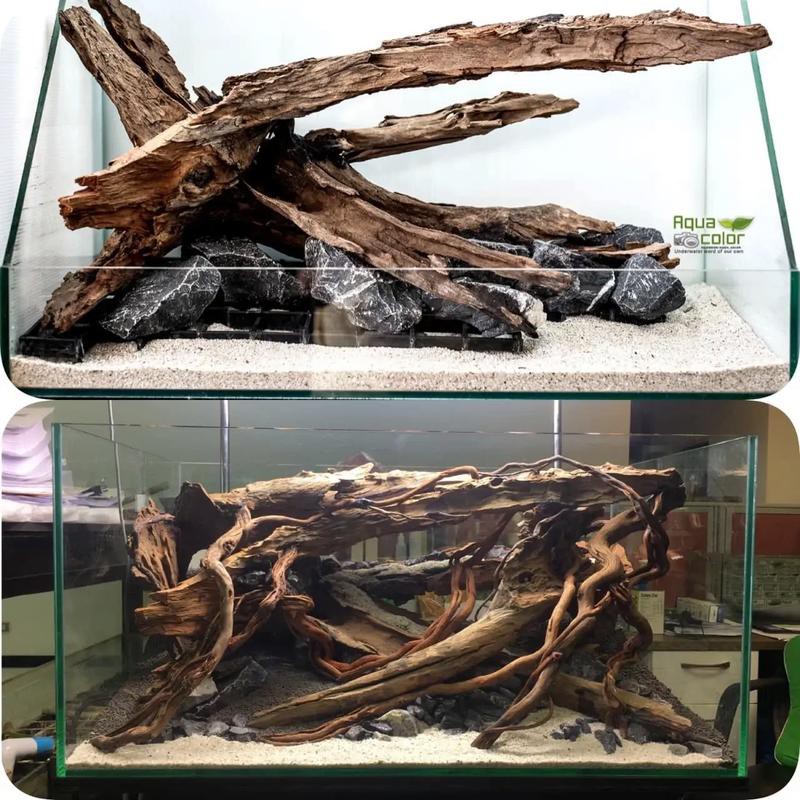 養龍魚用沉木到底好不好呢圖片
