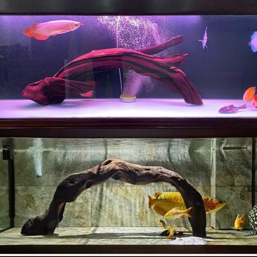 養龍魚用沉木到底好不好呢圖片