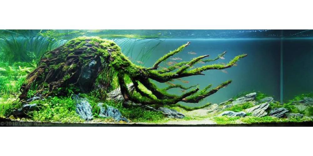 養龍魚用沉木到底好不好呢圖片