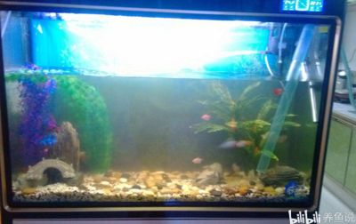 魚缸生化濾材更換周期:如何判斷魚缸生化濾材的更換周期 魚缸百科 第5張 魚缸生化濾材更換周期:如何判斷魚缸生化濾材的更換周期 魚缸生化濾材更換周期:如何判斷魚缸生化濾材的更換周期 魚缸百科 第5張