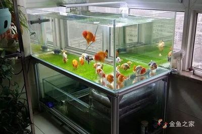 魚缸生化濾材更換周期:如何判斷魚缸生化濾材的更換周期 魚缸百科 第3張 魚缸生化濾材更換周期:如何判斷魚缸生化濾材的更換周期 魚缸生化濾材更換周期:如何判斷魚缸生化濾材的更換周期 魚缸百科 第3張