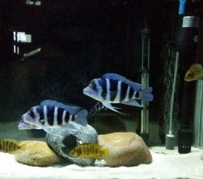 魚缸生化濾材更換周期:如何判斷魚缸生化濾材的更換周期 魚缸百科 第4張 魚缸生化濾材更換周期:如何判斷魚缸生化濾材的更換周期 魚缸生化濾材更換周期:如何判斷魚缸生化濾材的更換周期 魚缸百科 第4張