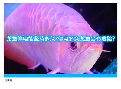 龍魚怎么養？：龍魚養殖技術，龍魚飼養方法