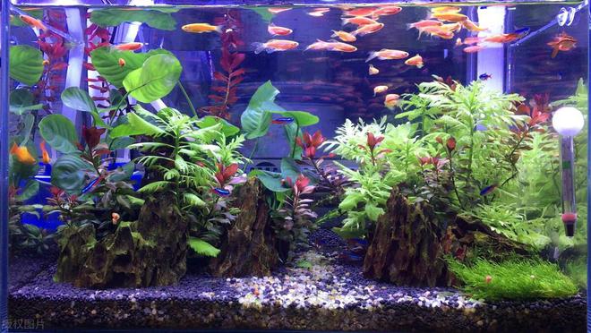 汕頭市龍湖區達杭水族店（汕頭市龍湖區達杭水族店地址）