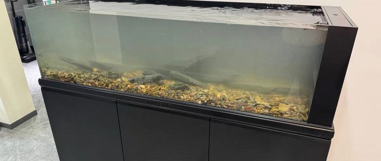 老魚匠魚缸為什么這么貴：老魚匠魚缸適合養哪些魚