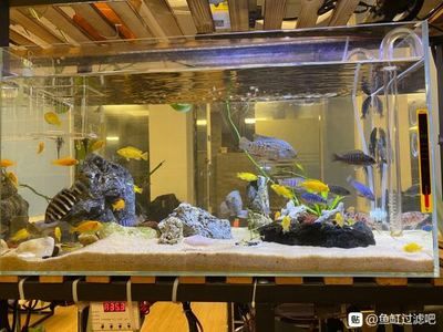 底濾魚缸可以改造成上濾嗎？：底濾魚缸可以改造為上濾嗎？