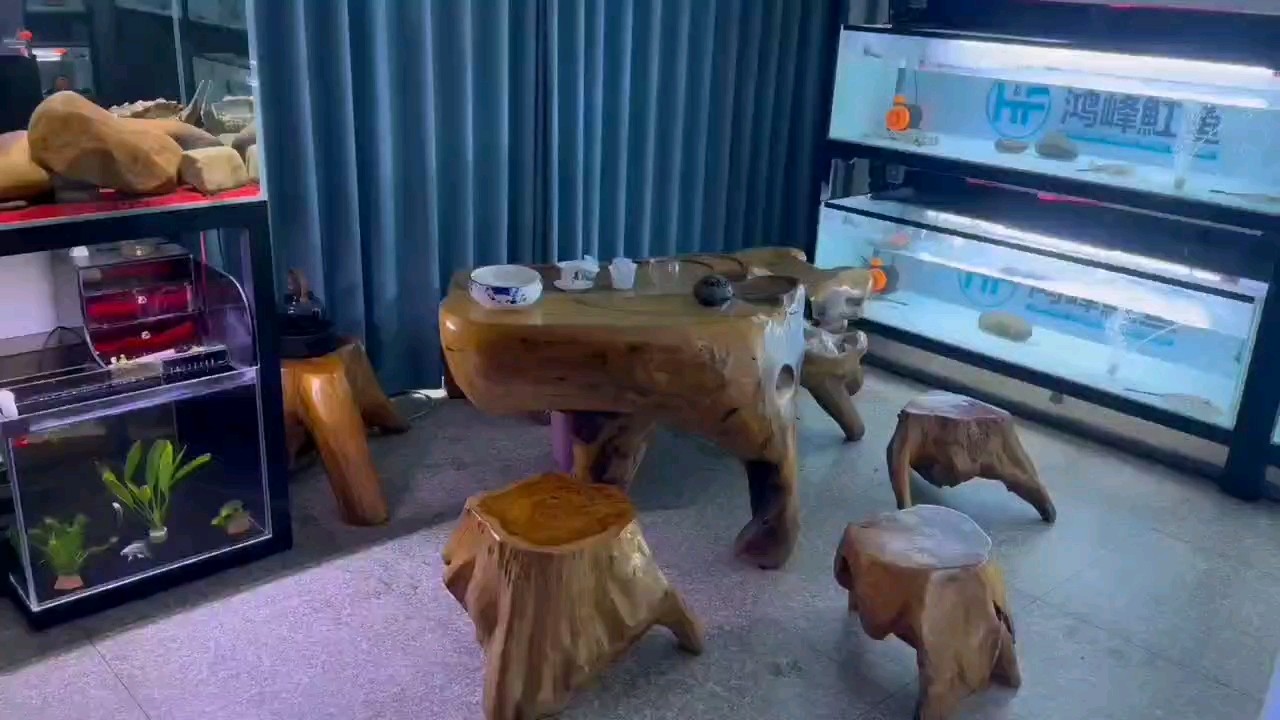 茶人的魚樂拾光