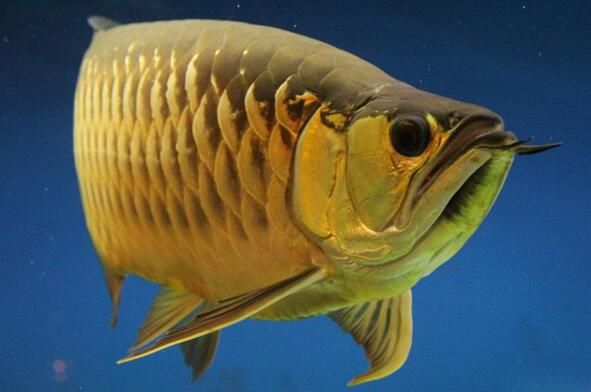 國內唯一一家最大金龍魚養殖場，看價格，真讓人羨慕！：國內唯一一家最大金龍魚養殖場