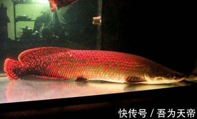 20多厘米的龍魚半年長多少斤（20多厘米的龍魚在半年內(nèi)能長多大能長多大）