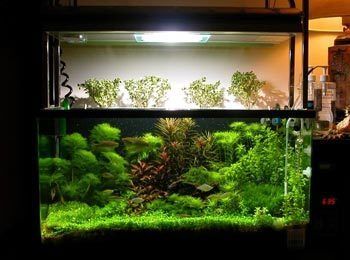 地缸魚缸風水：地缸魚缸顏色選擇指南