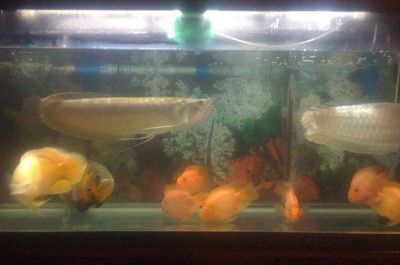 銀龍魚剛買回來可以開燈嗎（關于銀龍魚光照需求的一些詳細信息）