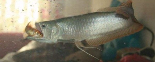 銀龍魚剛買回來可以開燈嗎（關于銀龍魚光照需求的一些詳細信息）