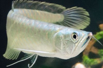 銀龍魚剛買回來可以開燈嗎（關于銀龍魚光照需求的一些詳細信息）