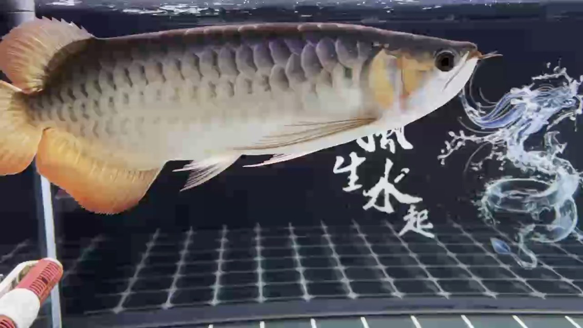 288天的狀態 288天的狀態 龍魚論壇