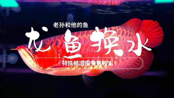 老孫談龍魚（老孫龍魚養殖秘訣揭秘）