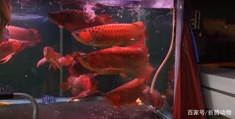 紅龍魚市場價格趨勢預測：紅龍魚市場價格波動不可避免紅龍魚市場價格波動不可避免