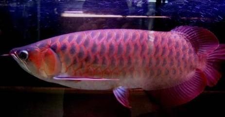 紅龍魚市場價格趨勢預測：紅龍魚市場價格波動不可避免紅龍魚市場價格波動不可避免