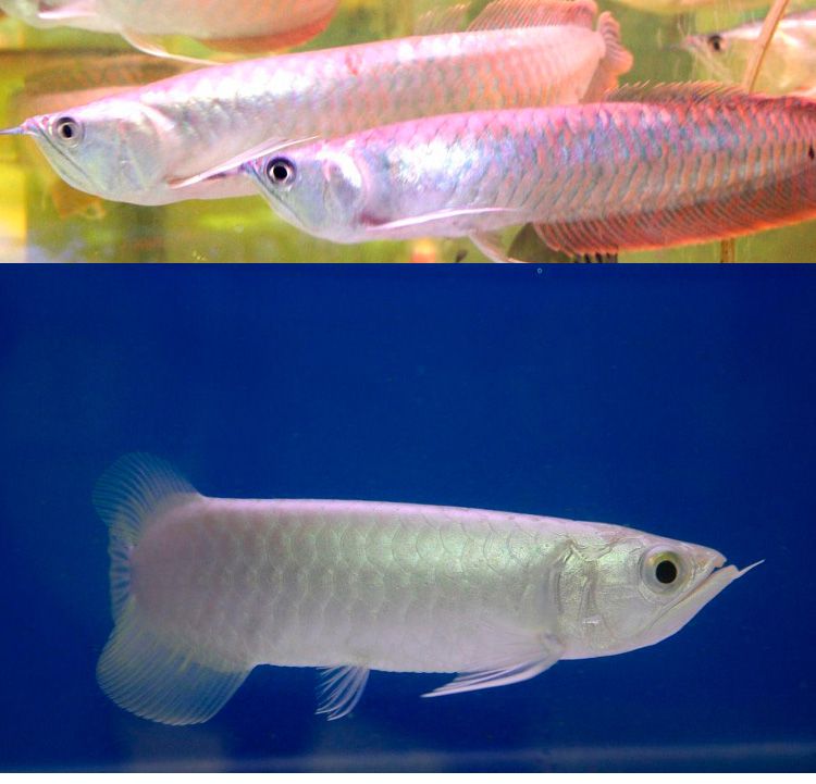 銀龍魚苗性別對生長影響：銀龍魚性別對生長速度的影響