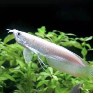 銀龍魚苗性別對生長影響：銀龍魚性別對生長速度的影響