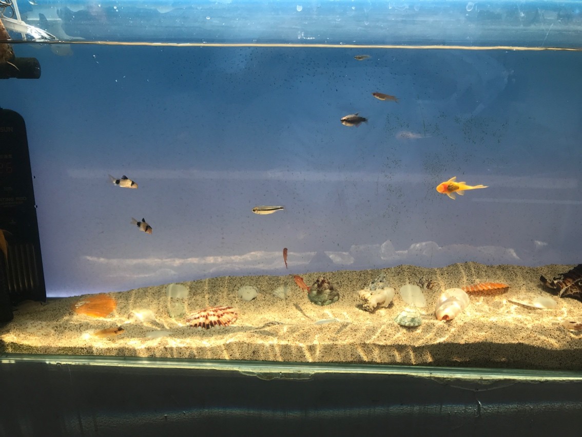 南寧市星海水族店（南寧市星海水族店地址） 南寧市星海水族店（南寧市星海水族店地址） 全國水族館企業名錄