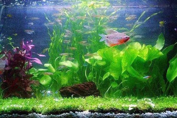 紅龍魚魚缸中的水藻種類可能會因為光照、水質等因素有所差異：紅龍魚魚缸中的水藻種類會因為光照、水質等因素有所差異