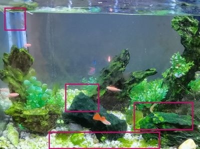 紅龍魚魚缸中的水藻種類可能會因為光照、水質等因素有所差異：紅龍魚魚缸中的水藻種類會因為光照、水質等因素有所差異