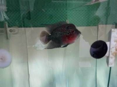 石家莊觀賞魚批發市場（石家莊觀賞魚市場價格） 石家莊觀賞魚批發市場（石家莊觀賞魚市場價格） 龍魚百科 第1張
