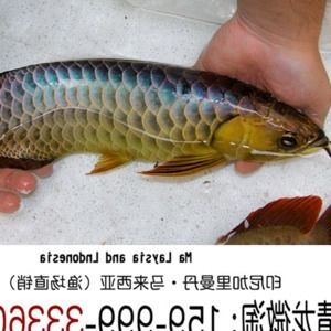 金龍魚過背和b過區別：過背金龍魚和b過金龍魚在血統、外觀特征和市場價值有所不同 金龍魚過背和b過區別：過背金龍魚和b過金龍魚在血統、外觀特征和市場價值有所不同 龍魚百科 第1張