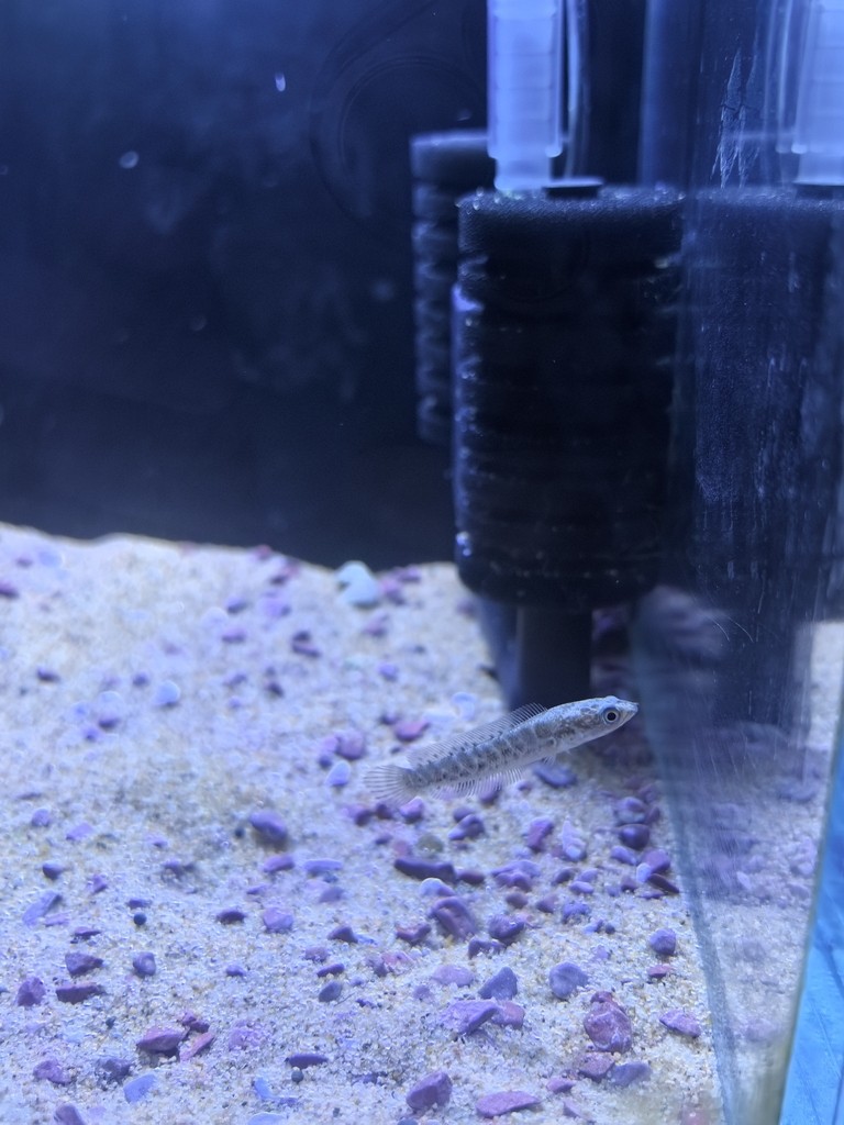 5.26 5.26 龍魚論壇 第2張