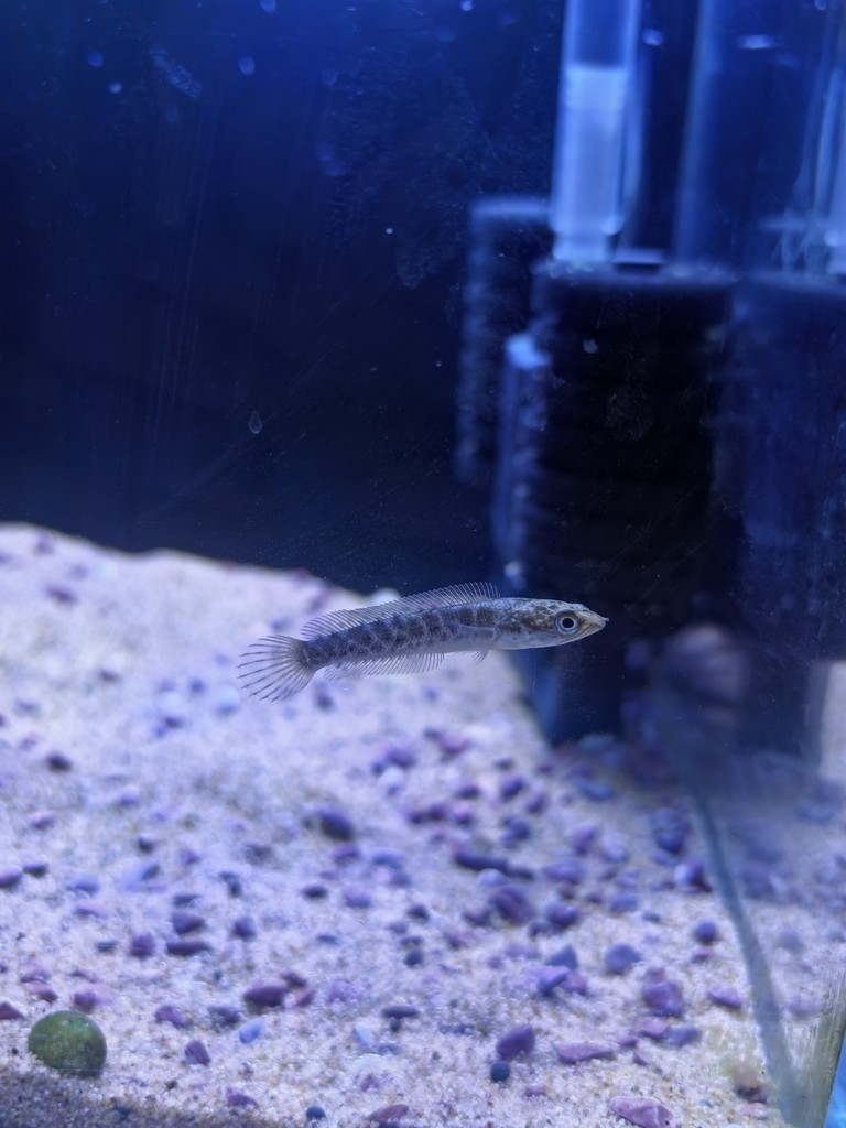 5.26 5.26 龍魚論壇 第1張