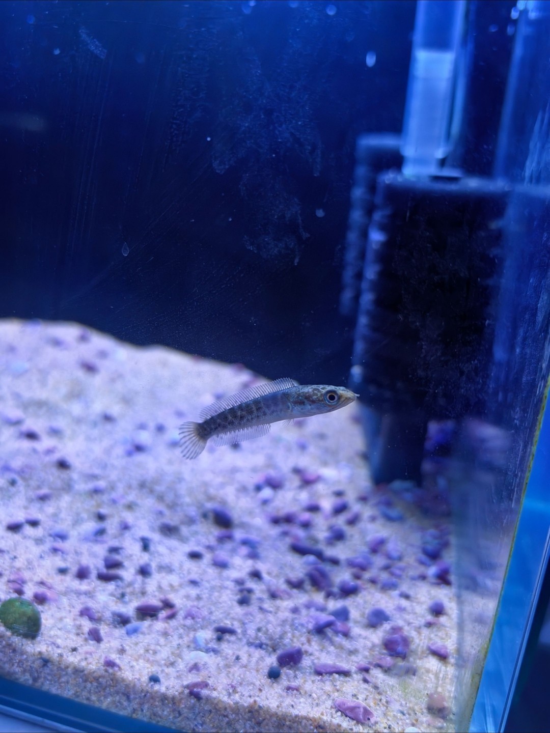 5.26 5.26 龍魚論壇 第4張
