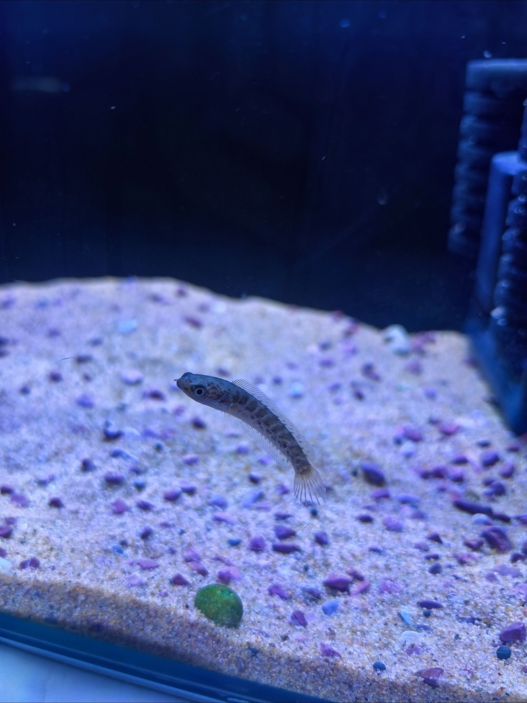 5.26 5.26 龍魚論壇 第3張