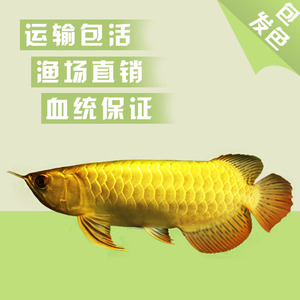 魚缸用增氧泵價(jià)格是多少:魚缸增氧機(jī)-xtrac增氧機(jī)-xtrac增氧機(jī) 惠農(nóng)區(qū)海貝客水族店(惠農(nóng)區(qū)海貝客水族店地址) 全國水族館企業(yè)名錄 惠農(nóng)區(qū)海貝客水族店(惠農(nóng)區(qū)海貝客水族店地址) 惠農(nóng)區(qū)海貝客水族店(惠農(nóng)區(qū)海貝客水族店地址) 全國水族館企業(yè)名錄