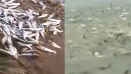 海沙可以放魚缸里養魚嗎（海沙可以放在魚缸里養魚嗎？）
