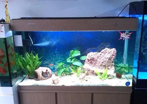 魚缸里的水泵不冒泡了怎么辦：如何正確安裝魚缸氣石