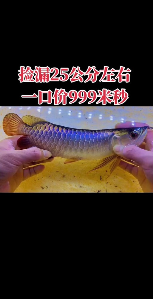 龍魚(yú)有哪些品種與種類圖片