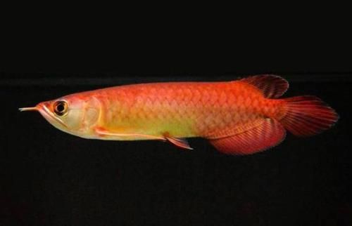 龍魚的鱗片掉了怎么辦啊：龍魚鱗片掉落怎么辦 龍魚的鱗片掉了怎么辦啊：龍魚鱗片掉落怎么辦 龍魚百科 第1張