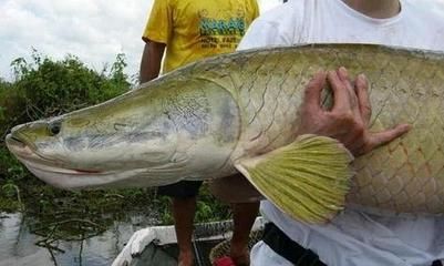 巨龍魚是什么魚類的一種魚：世界上最大的淡水魚——巨龍魚 巨龍魚是什么魚類的一種魚：世界上最大的淡水魚——巨龍魚 龍魚百科 第2張