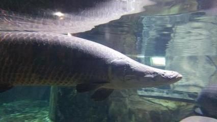 巨龍魚是什么魚類的一種魚：世界上最大的淡水魚——巨龍魚 巨龍魚是什么魚類的一種魚：世界上最大的淡水魚——巨龍魚 龍魚百科 第3張