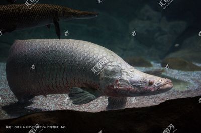 巨龍魚是什么魚類的一種魚：世界上最大的淡水魚——巨龍魚 巨龍魚是什么魚類的一種魚：世界上最大的淡水魚——巨龍魚 龍魚百科 第1張