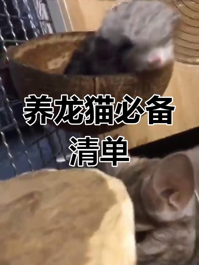 龍貓散養需要哪些特殊設施？ 龍貓散養需要哪些特殊設施？ 龍魚百科 第3張