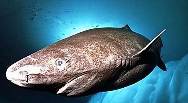 龍魚(yú)鰭上長(zhǎng)紅色疙瘩圖片：龍魚(yú)鰭上長(zhǎng)紅色疙瘩，原因、治療與預(yù)防