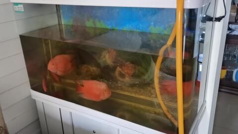 魚缸換水的技巧和注意事項(xiàng)：養(yǎng)魚技巧：魚缸換水的技巧